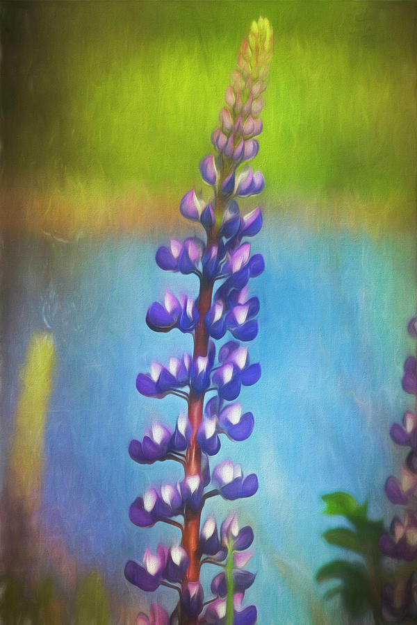 Painterly Lupine Photograph by Cindi Ressler