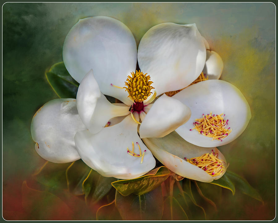 Painterly Magnolia  Photograph by Harriet Feagin