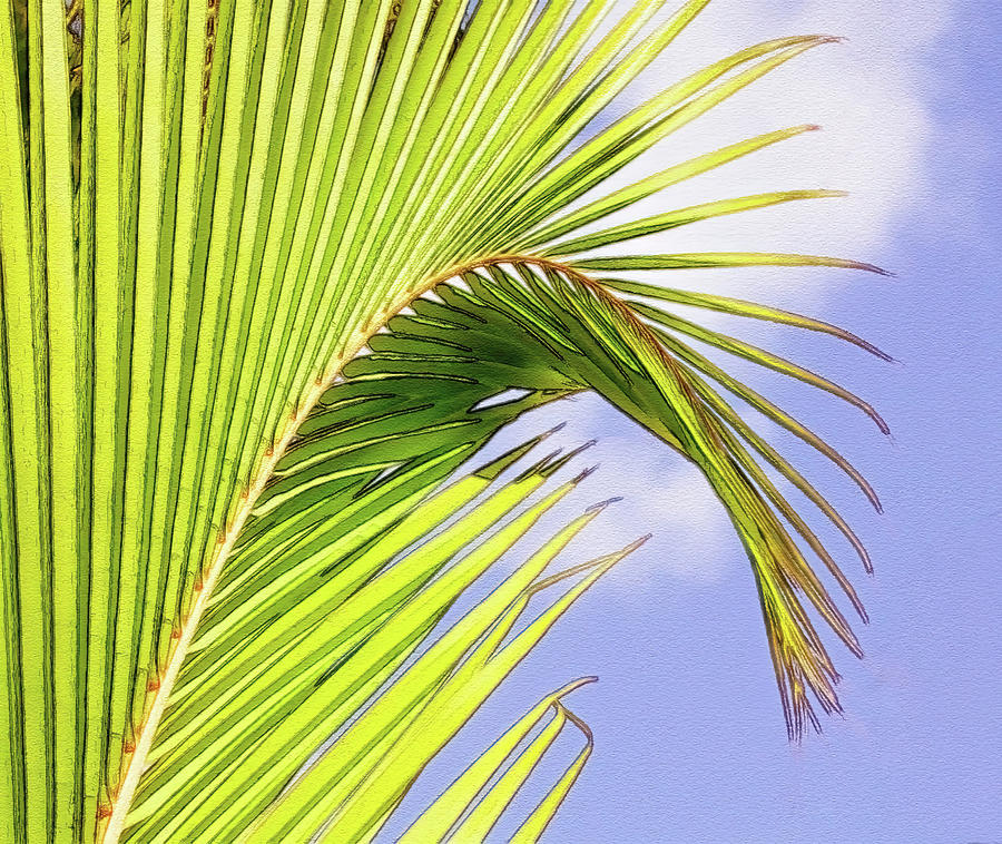 Painterly Palm Leaves In Aruba Photograph by Gary Slawsky