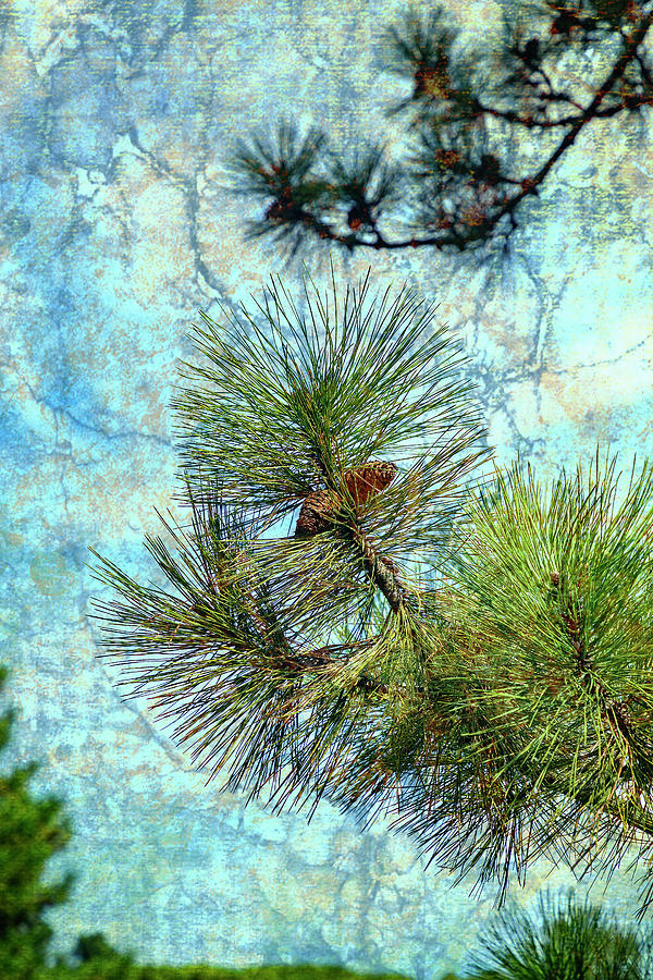 Painterly Pine Cone and Branch Photograph by Cate Franklyn