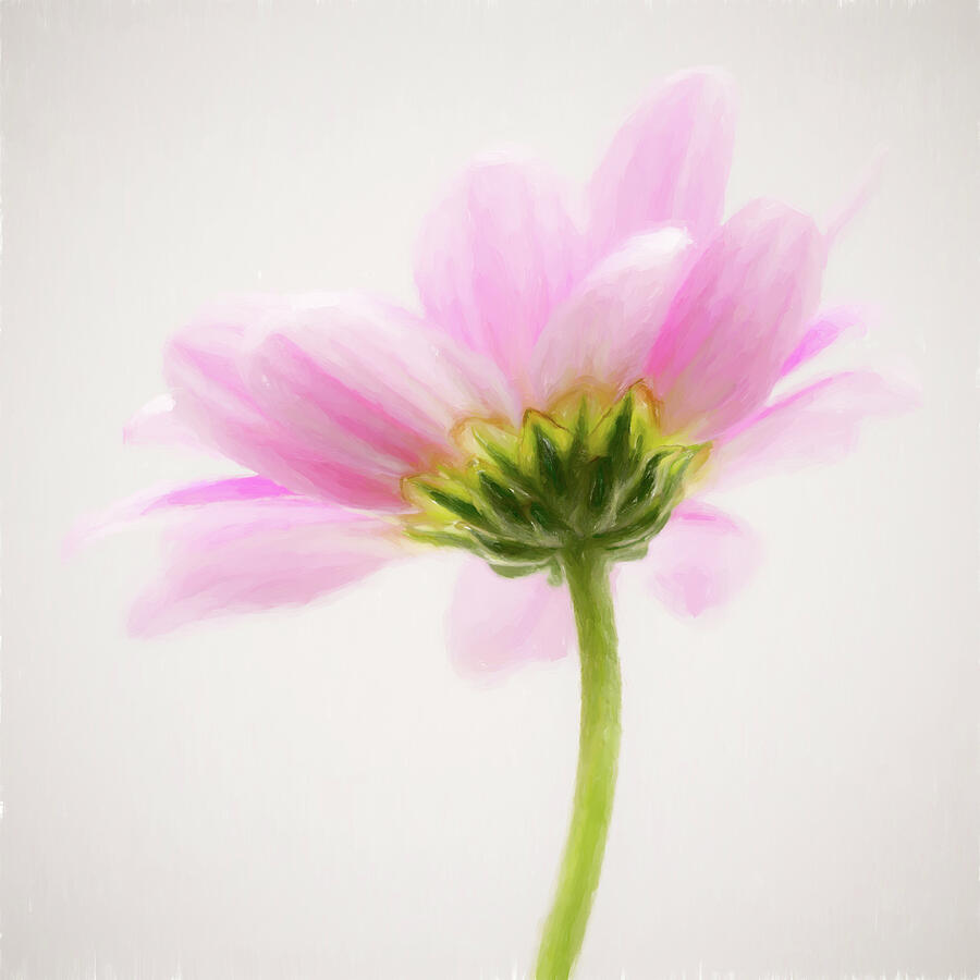 Painterly Pink Chrysanthemum Photograph by Tanya C Smith