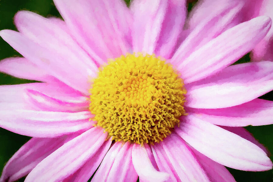Painterly Pink Daisy 1 Photograph by Tanya C Smith