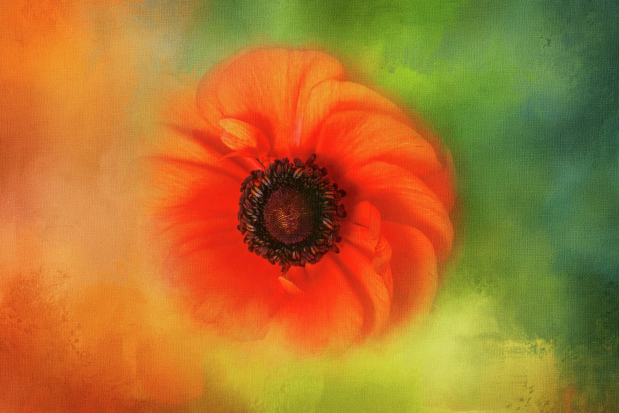 Painterly Orange Beauty Digital Art by Terry Davis
