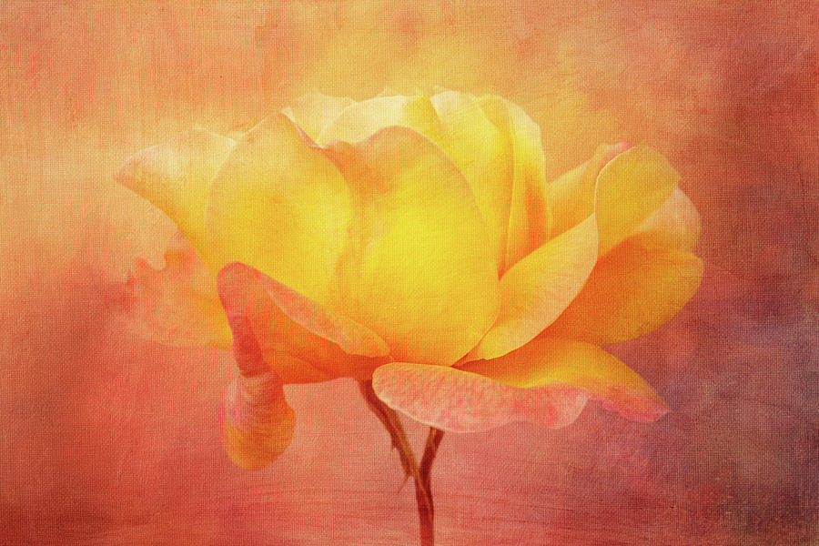 Painterly Rose Digital Art by Terry Davis