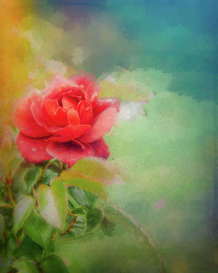 Painterly Roses Photograph by Sue Leonard