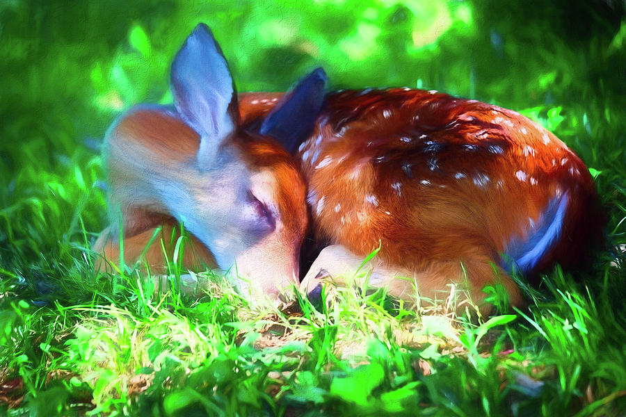 Painterly Sleeping Fawn Photograph by Laura Vilandre