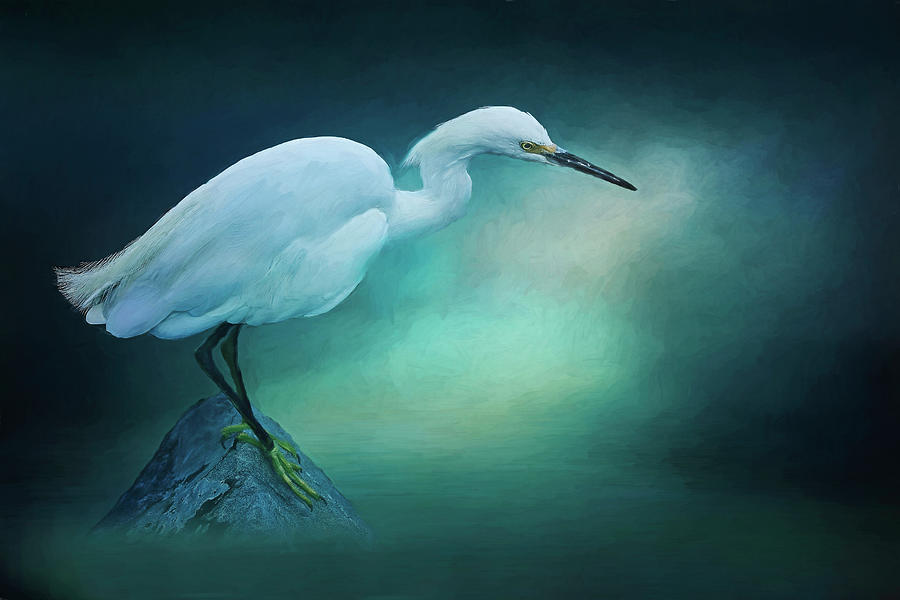 Painterly Snowy Egret Photograph by Morgan Wright
