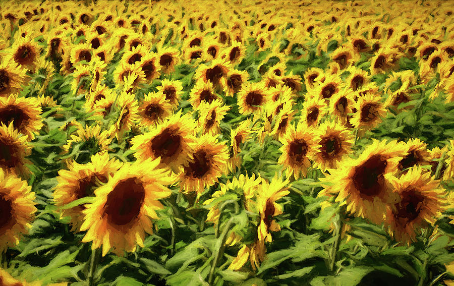 Painterly Sunflowers Photograph by Nancy De Flon