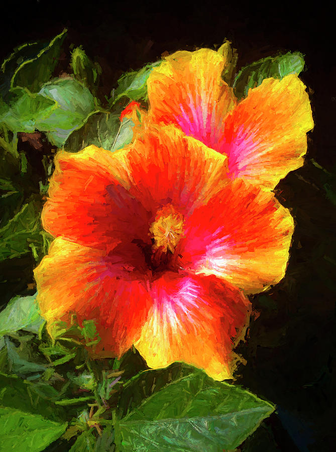 Painterly Tropical Hibiscus Photograph by Ginger Stein