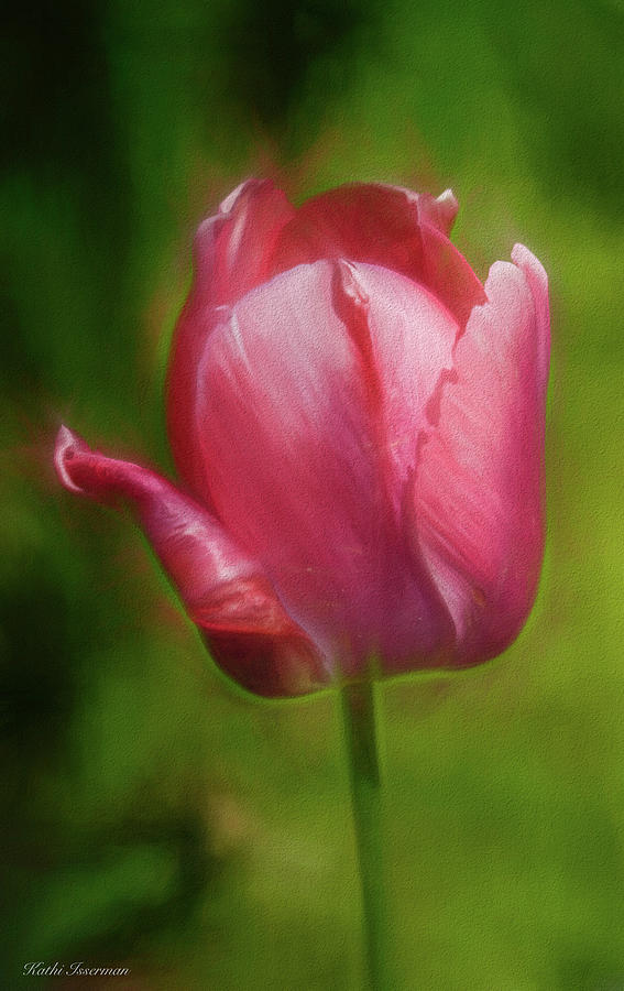 Painterly Tulip Photograph by Kathi Isserman