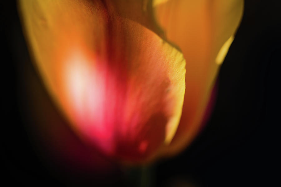 Painterly Tulip Photograph by Nicole Engstrom