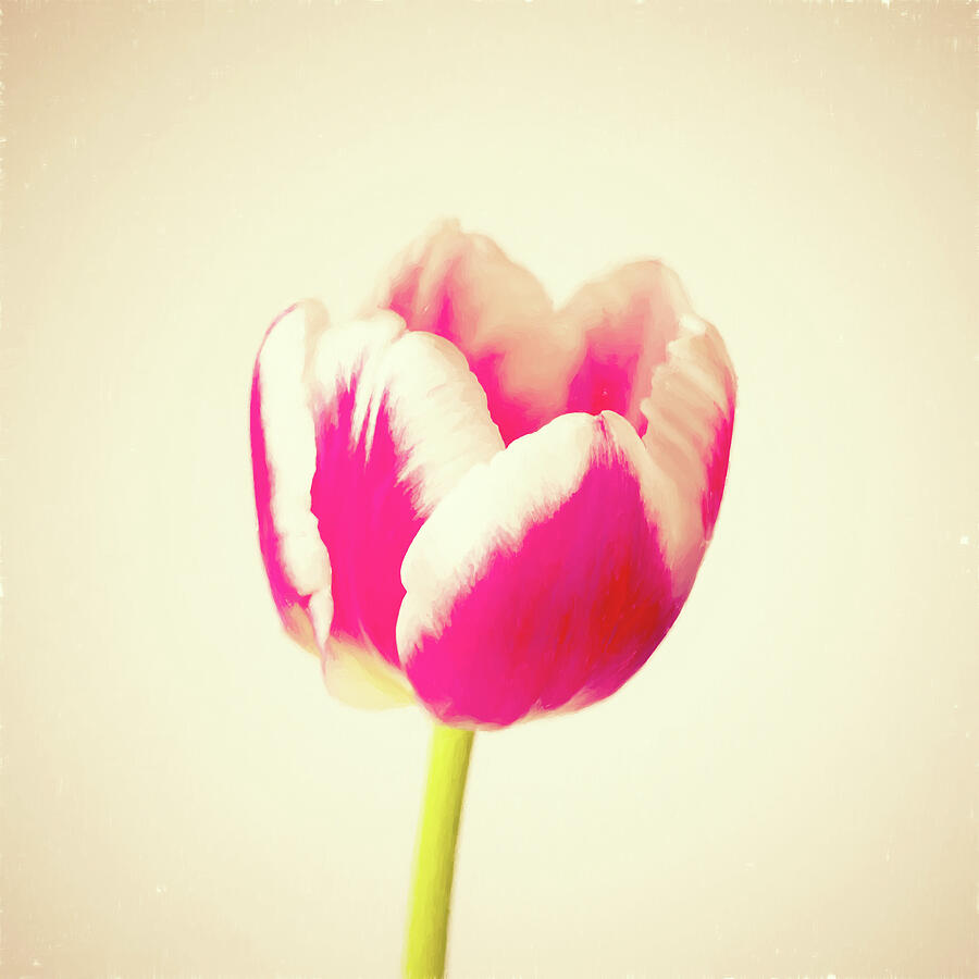 Painterly Tulip Photograph by Tanya C Smith