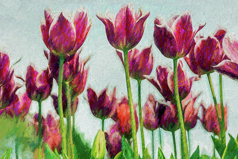 Painterly Tulips Photograph by Jerry Gammon