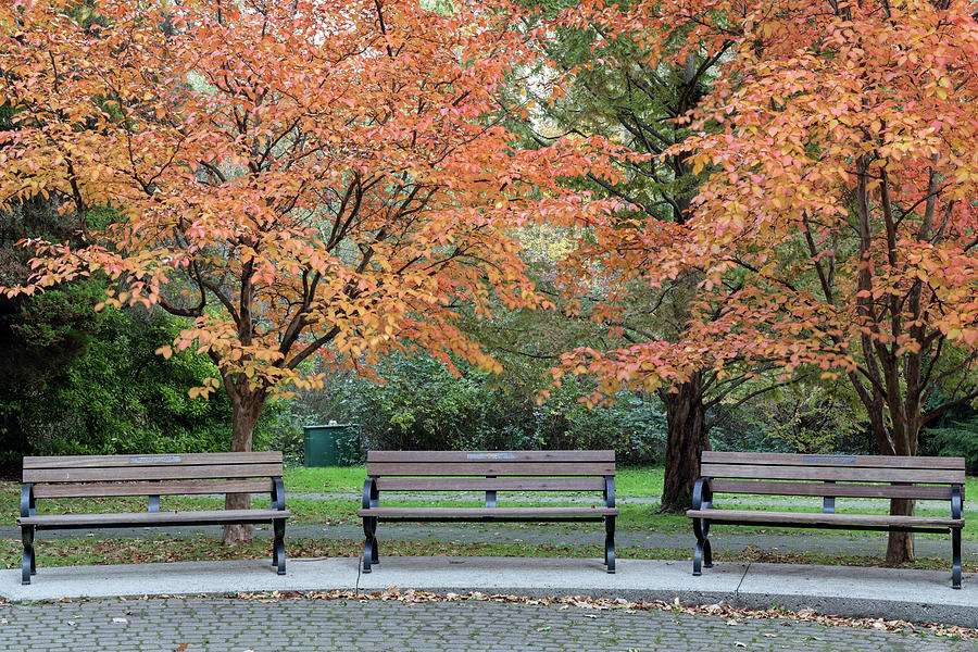 Painters Circle Benches at Stanley Park Photograph by Michael Russell