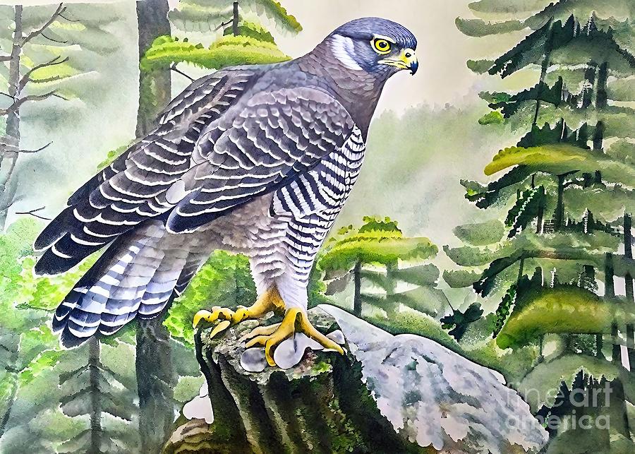 Nature Painting - Painting Goshawk bird nature animal wildlife wild by N Akkash