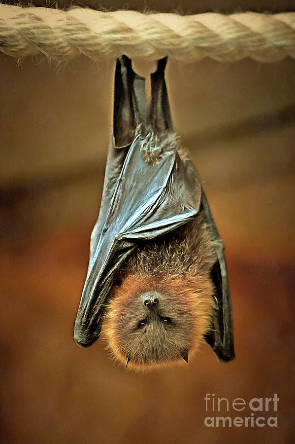 Bird Painting - Painting of a Rodrigues fruit bat by George Atsametakis