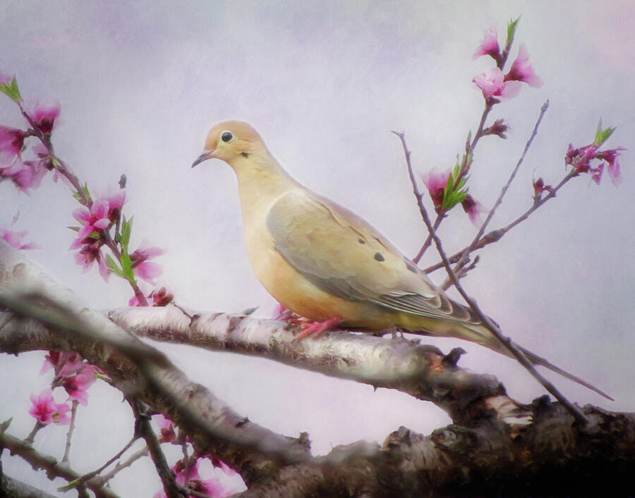 Dove With Spring Blossoms Photograph by David and Carol Kelly