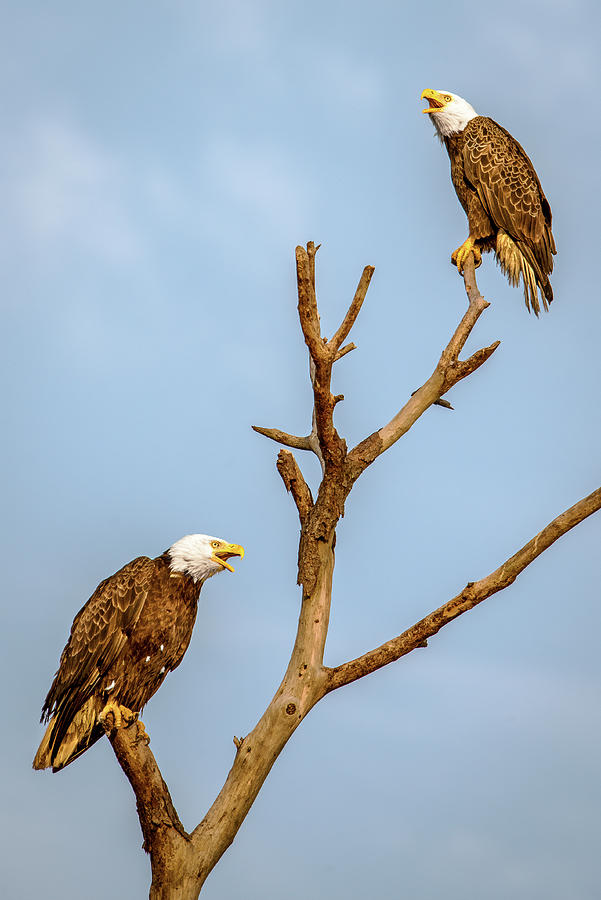 Pair Bald Eagles Photograph by Norman Peay