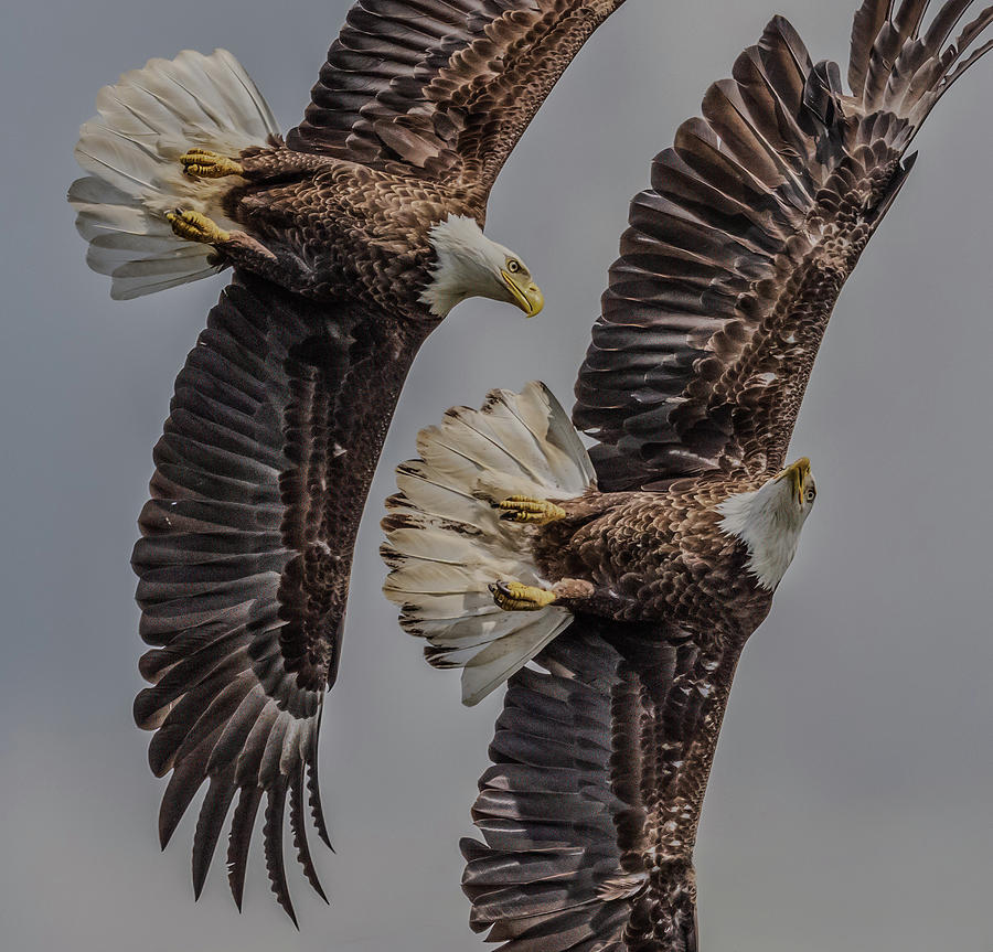 Pair in the Air Photograph by Brian Shoemaker