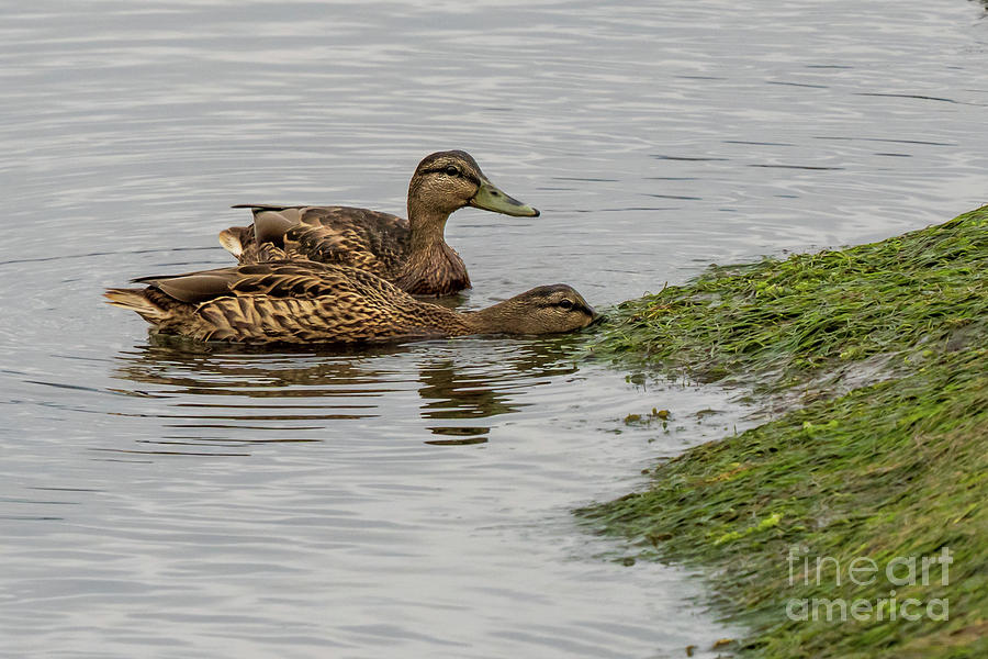 Pair Mallard Anas platyrhynchos Feeding On Eume River Mouth Pontedeume Galicia Photograph by Pablo Avanzini