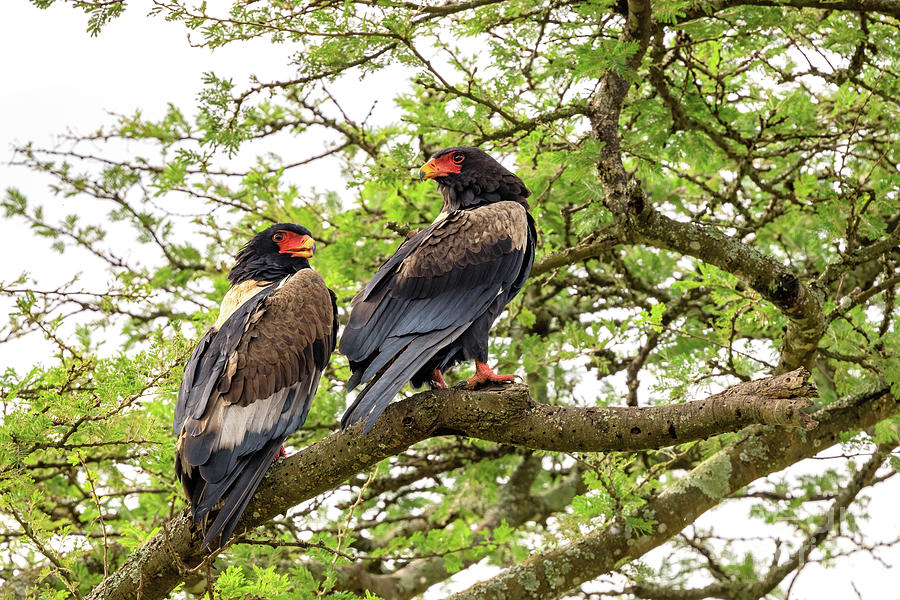 Pair of adult Bateleur eagles, Terathopius ecaudatus, perched in Photograph by Jane Rix