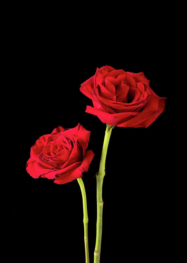 Pair of American Beauty Roses on Black Photograph by Charles Floyd