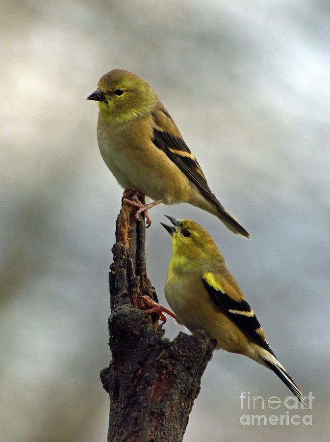 Pair of American Goldfinches Photograph by Cindy Treger - Fine Art America