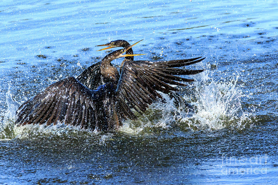 Pair of Anhingas in Lake Photograph by Ben Graham