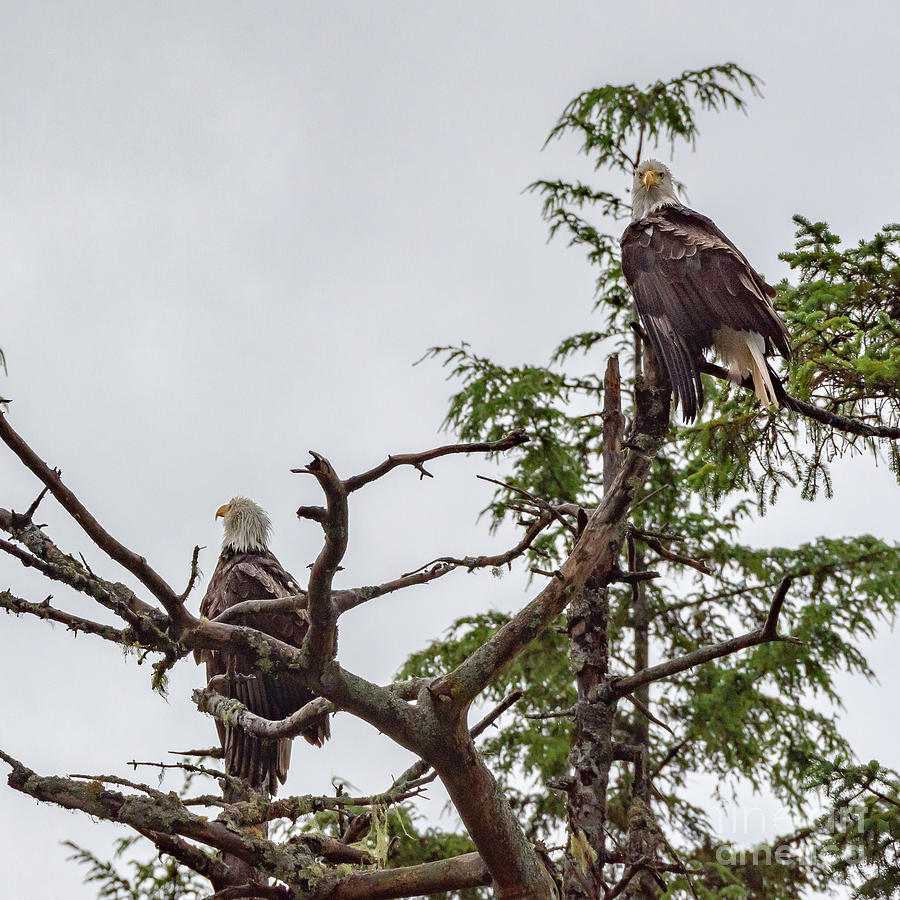 Wildlife Photograph - Pair of Bald Eagles in Sitka by Nancy Gleason