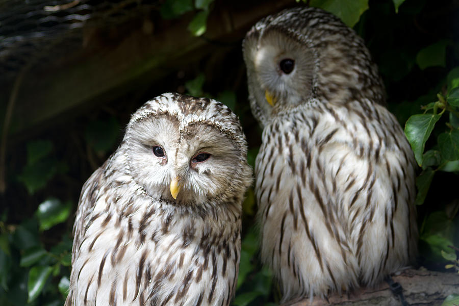 Pair of barred owls Photograph by s0ulsurfing - Jason Swain