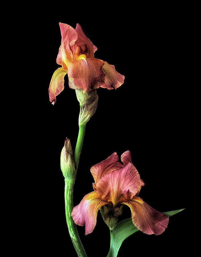 Pair of Bearded Iris On Black Background Photograph by David and Carol Kelly