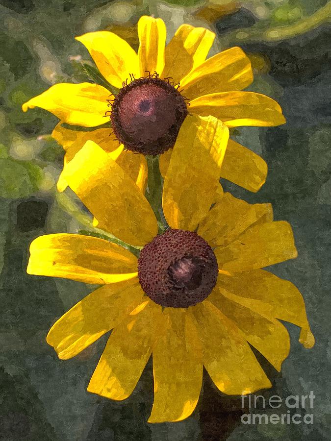 Pair of Black Eyed Susan blossoms Photograph by William Kuta