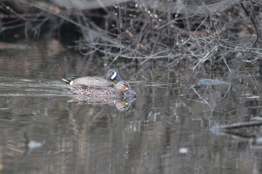 Pair of Blue-winged Teal Photograph by Callen Harty