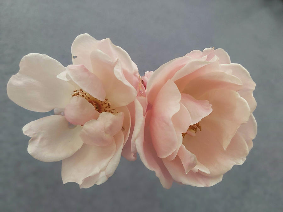 Pair Of Blush Pink Roses On Grey Photograph by Richard Brookes