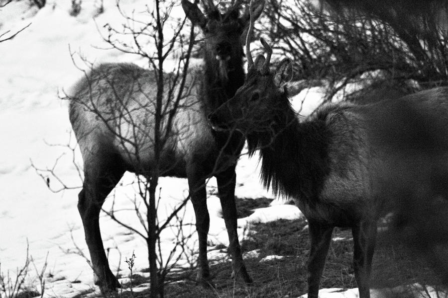 Pair Of Bucks Photograph