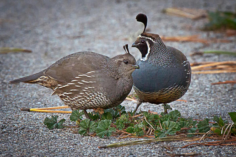 Pair of California Quail Photograph by Alice Cahill