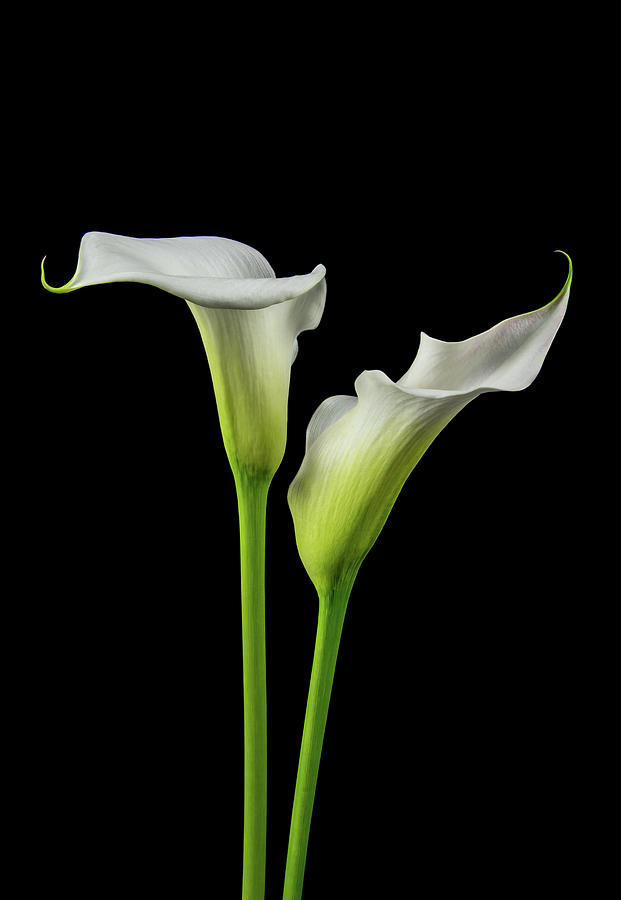 Pair of Calla White Lilies Photograph by Diana Teeters - Fine Art America