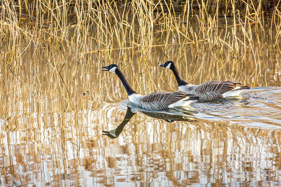 Pair of Canada Geese Photograph by Anita Nicholson Pair of Canada Geese Photograph by Anita Nicholson