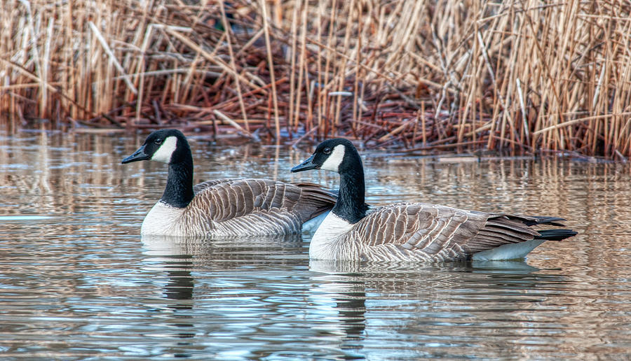 Nature Photograph - Pair of Canada Geese by Thomas Pettengill