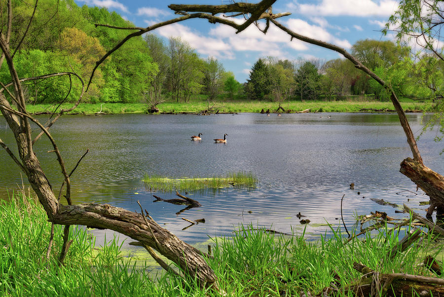 Pair of Canadian Geese framed by trees on an early spring pond scene Photograph by Peter Herman