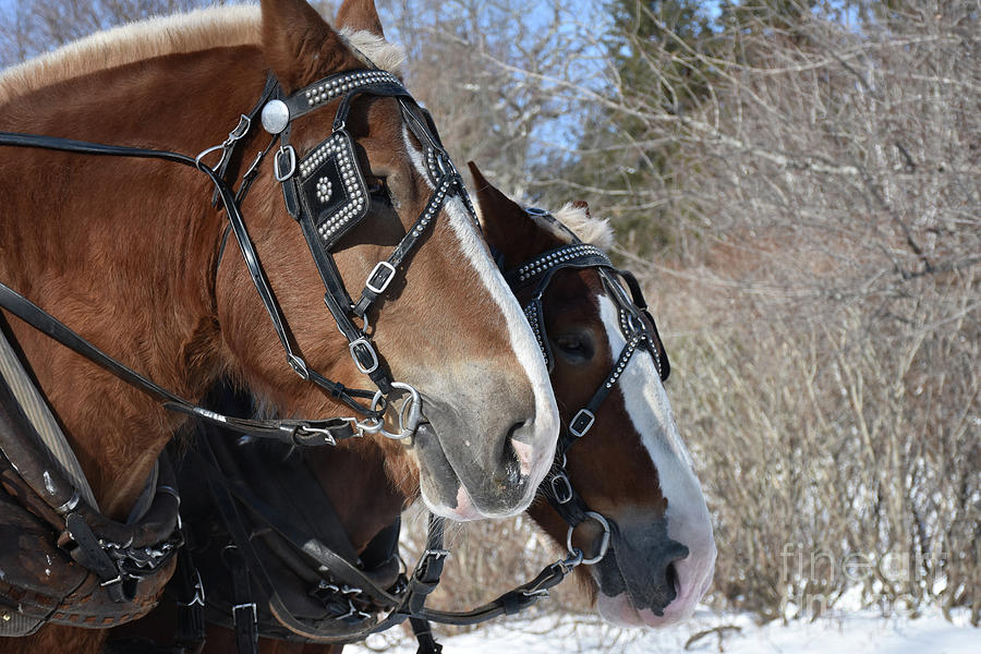 Pair of Chestnut Percheron Horses in the Winter Photograph by DejaVu ...