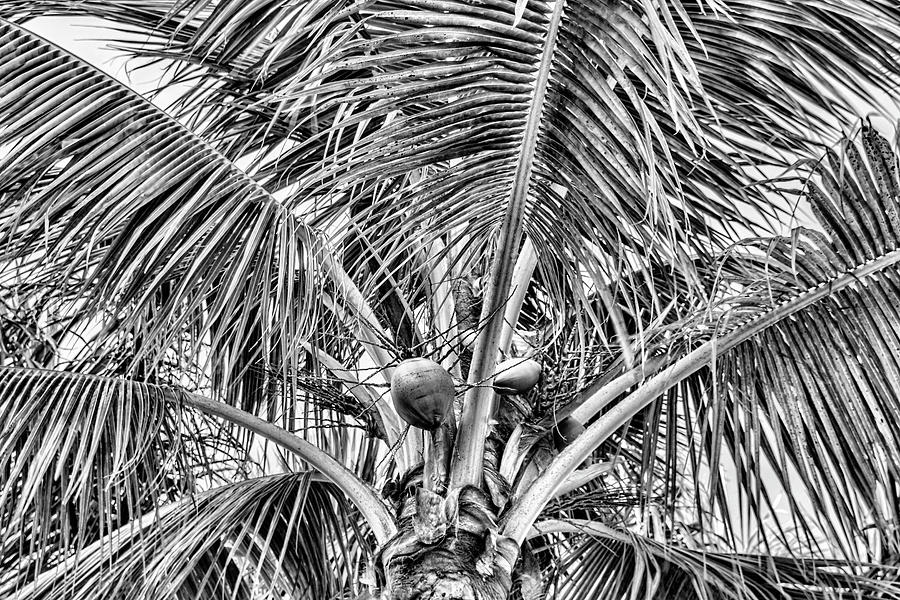 Pair of Coconuts Photograph by Robert Wilder Jr