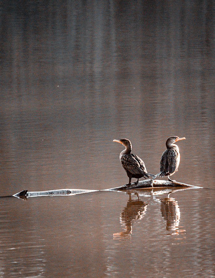 Pair Of Cormorants Photograph