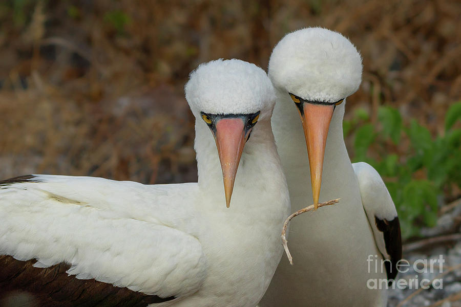 Pair of Courting Nazca Boobies Photograph by Nancy Gleason