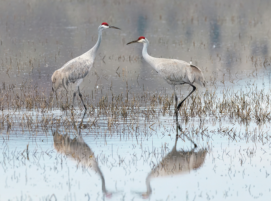 Pair of Cranes in Water Photograph by Loree Johnson