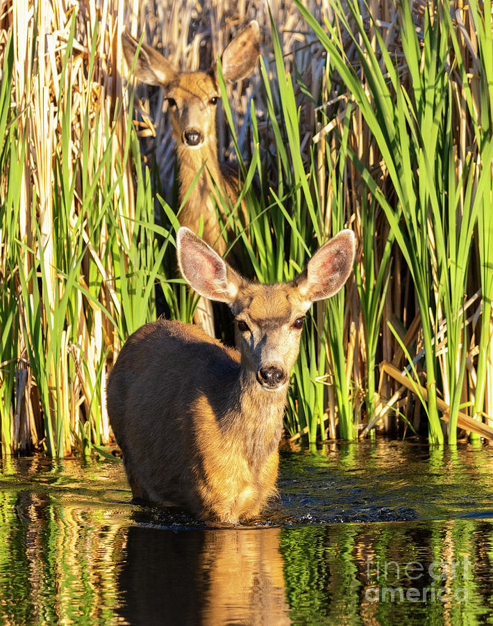 Pair of Deer at the Water Photograph by Steven Krull