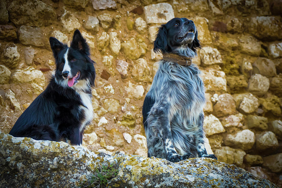 Pair Of Dogs 202308311712119rt1 Photograph by Tomi Rovira