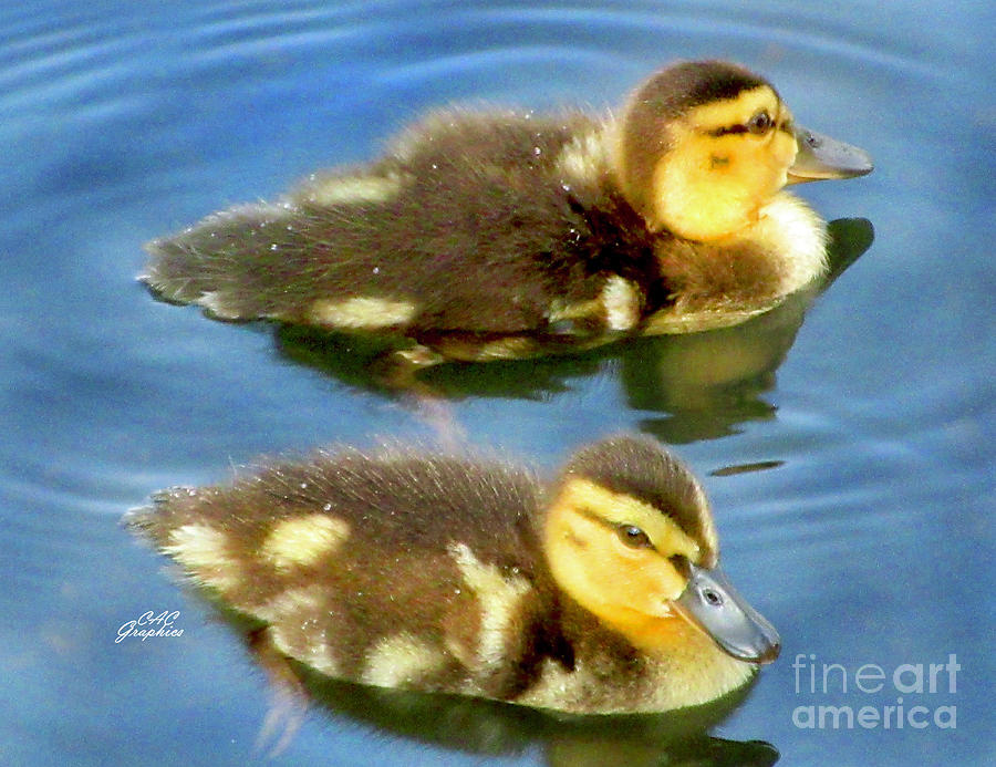 Pair of Ducklings Photograph by CAC Graphics