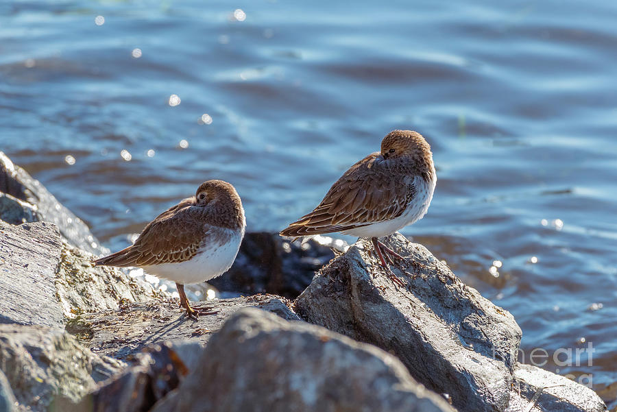 Pair of Dunlins on Rocky Shore Photograph by Nancy Gleason