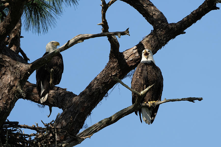 Pair of Eagle Perched  Photograph by Vincent Billotto